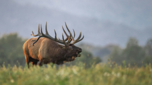 Montana hunting lodging