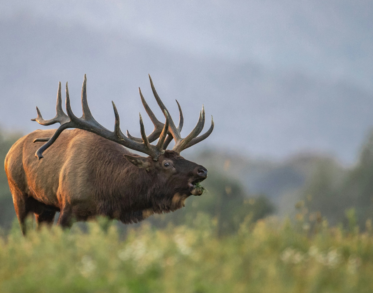 Montana hunting lodging