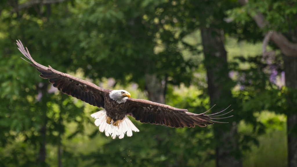 birdwatching kootenai