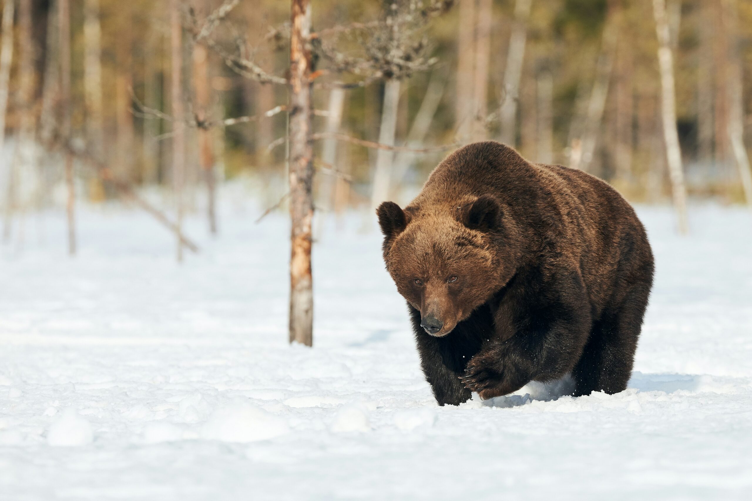 wildlife watching Montana