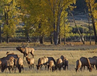 big game hunting Montana lodges
