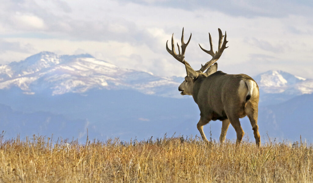 Fall 2025 Deer & Elk Hunts 