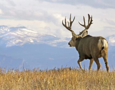 Fall 2025 Deer & Elk Hunts