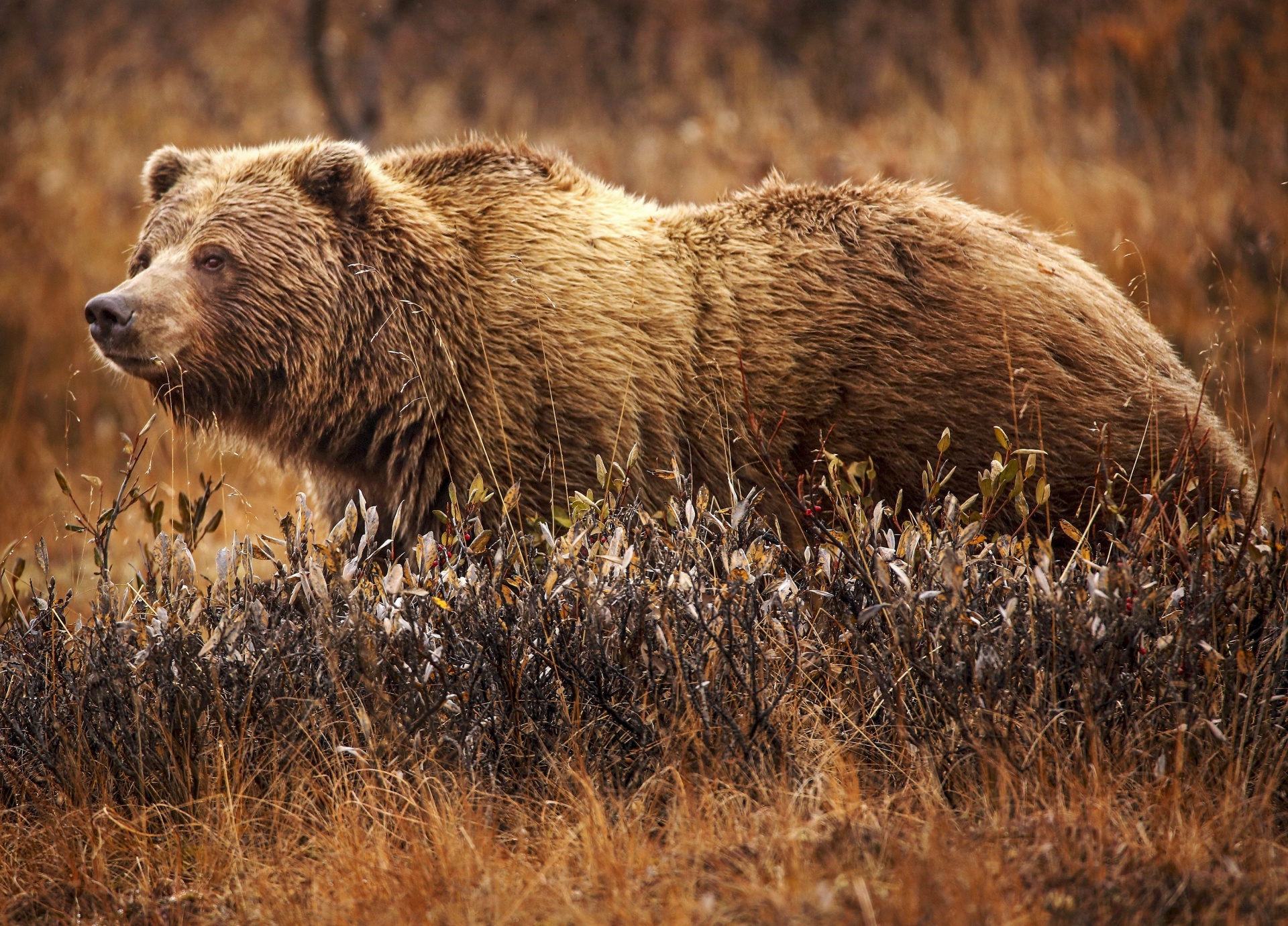 Grizzly bear in the Cabinet Mountains Wilderness Kootenai National Forest Montana