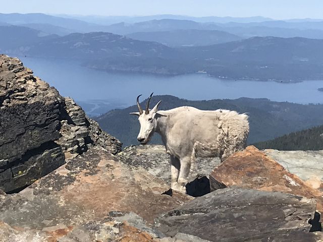 Mountain goats on Scotchman Peak — Cabinet Mountains Wilderness hiking from Montana trail cabin basecamp