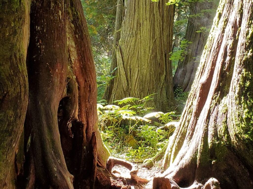 Sunlight filtering through massive ancient western red cedars at Ross Creek Cedars Scenic Area near Bull Lake, Montana