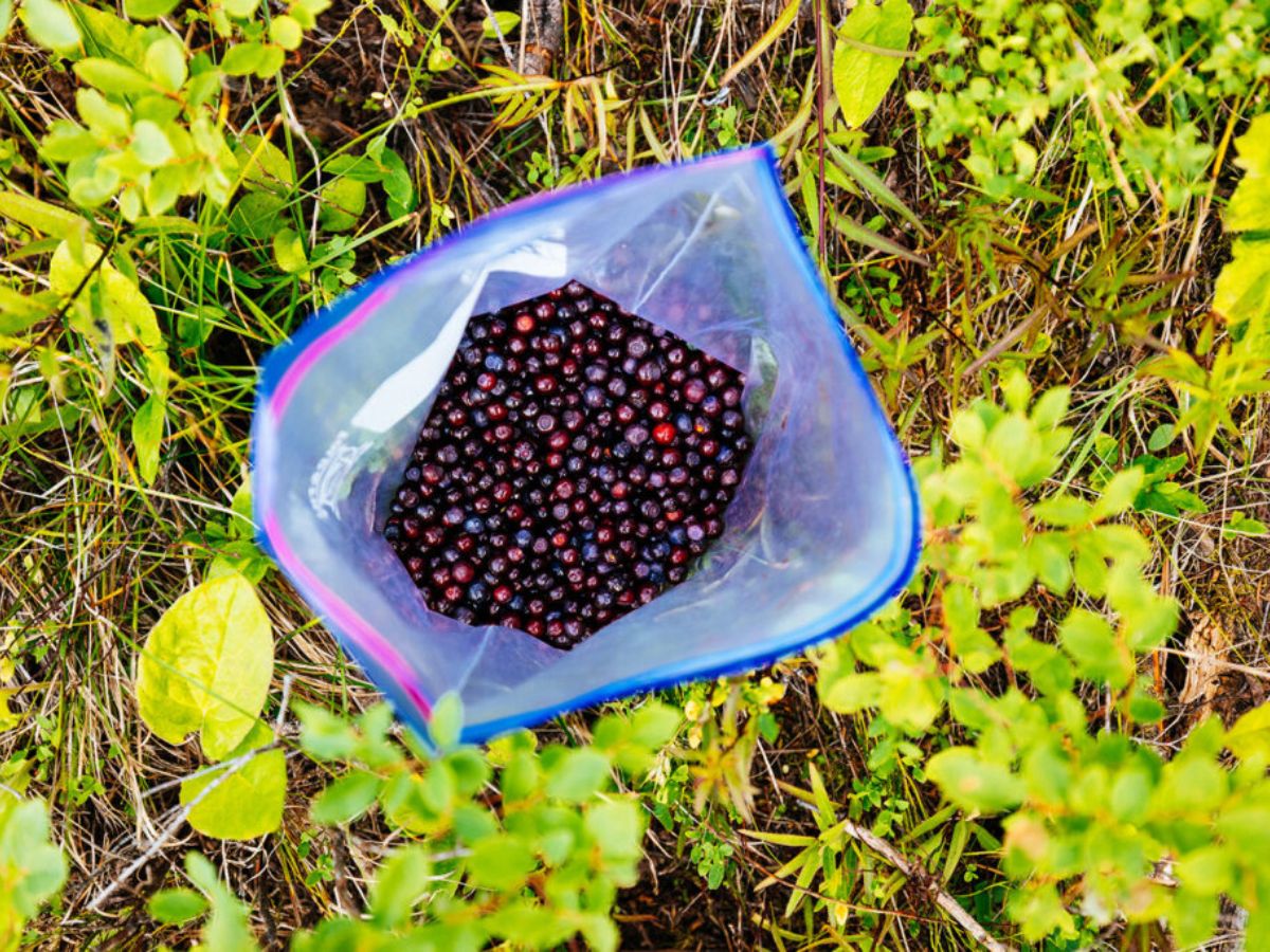 Huckleberry Picking in Northwest Montana